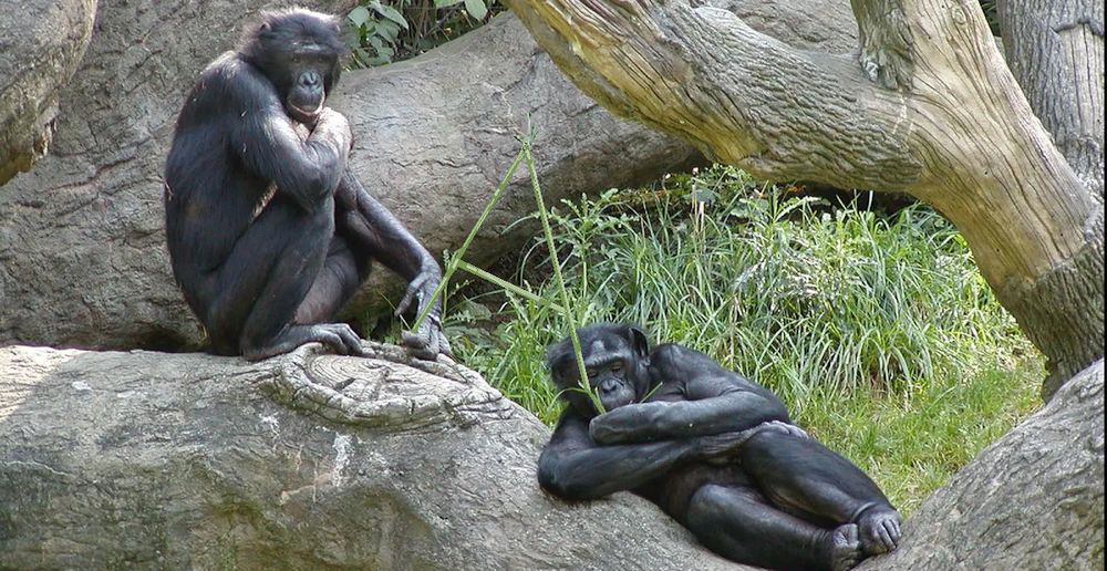 Mangia a mamma